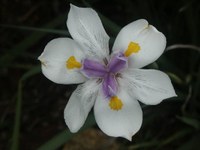 iridaceae-dietes_grandiflora.jpg