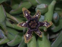 iridaceae-ferraria_crispa_1.jpg