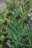 iridaceae-ferraria_crispa.jpg