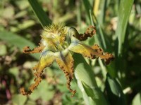 iridaceae-ferraria_divaricata.JPG