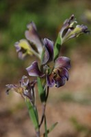 iridaceae-gladiolus_arcuatus.jpg