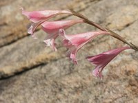 iridaceae-gladiolus_caryophyllaceus.jpg