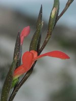iridaceae-gladiolus_cunonius.jpg