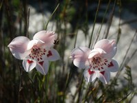 iridaceae-gladiolus_debilis.jpg
