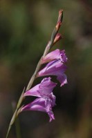 iridaceae-gladiolus_hirsutus_1.jpg