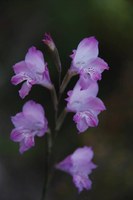 iridaceae-gladiolus_hirsutus.jpg