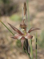 iridaceae-gladiolus_hyalinus.jpg