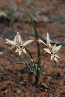 iridaceae-gladiolus_lapeirousioides.jpg