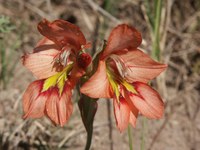iridaceae-gladiolus_meliusculus.jpg