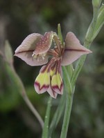 iridaceae-gladiolus_orchidiflorus.jpg