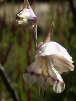 iridaceae-gladiolus_patersoniae.jpg