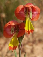 iridaceae-gladiolus_speciosus.jpg