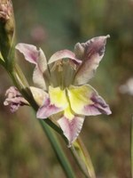 iridaceae-gladiolus_venustus.jpg