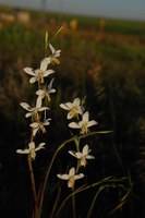 iridaceae-hesperantha_bachmanii.jpg