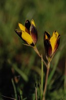 iridaceae-hesperantha_vaginata.jpg