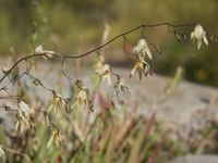 iridaceae-melasphaerula_ramosa.jpg