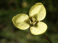 iridaceae-moraea_bellendenii.jpg