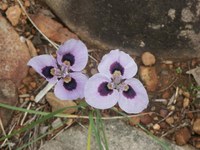 iridaceae-moraea_villosa.jpg
