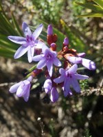 iridaceae-nivenia_cf_corymbosa.jpg