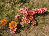 iridaceae-romulea_eximia_1.jpg