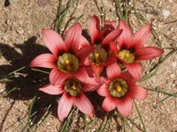 iridaceae-romulea_eximia.jpg