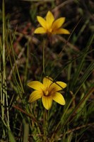 iridaceae-romulea_hirta.jpg