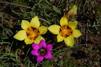 iridaceae-romulea_komsbergensis_romulea_tortuosa.jpg