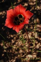 iridaceae-romulea_sabulosa_2.jpg