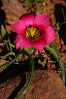 iridaceae-romulea_subfistulosa.jpg