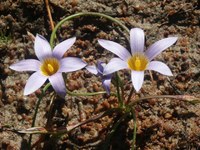 iridaceae-romulea_tabularis_1.jpg