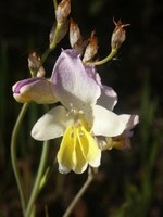 iridaceae-sparaxis_auriculata.jpg