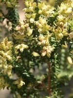 penaeaceae-penaea_mucronata.jpg