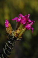 penaeaceae-saltera_sarcocolla.jpg