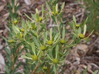 proteaceae-leucadendron_chamelaea.jpg