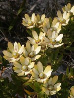 proteaceae-leucadendron_gandogeri_1.jpg