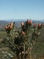proteaceae-leucadendron_rubrum.jpg