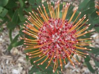 proteaceae-leucospermum_gueinzii.jpg