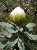 proteaceae-protea_nitida.jpg