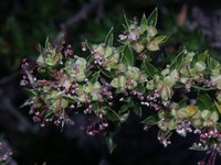 rosaceae-cliffortia_ruscifolia.jpg