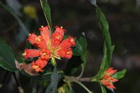 rubiaceae-burchellia_bubalina.jpg