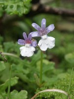 scrophulariaceae-nemesia_affinis.jpg