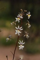scrophulariaceae-nemesia_bicornis.jpg