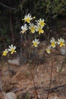 scrophulariaceae-nemesia_versicolor.jpg