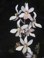 tecophilaeaceae-cyanella_orchidiformis.jpg