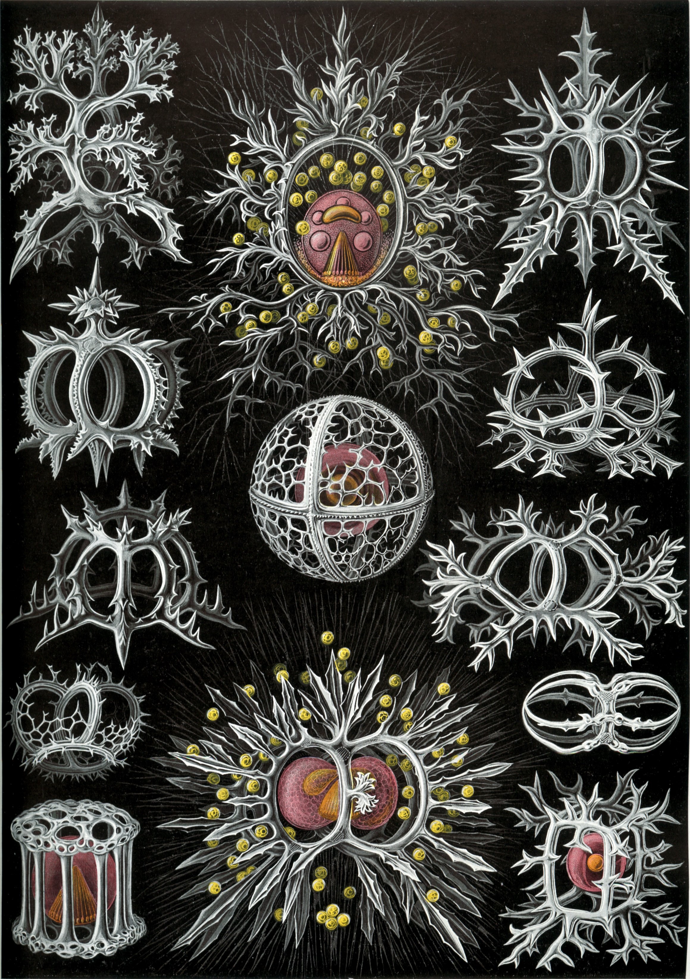 Fig 5 - Haeckel_Stephoidea_radiolaria.jpg