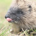 Invaze ježků na Nový Zéland