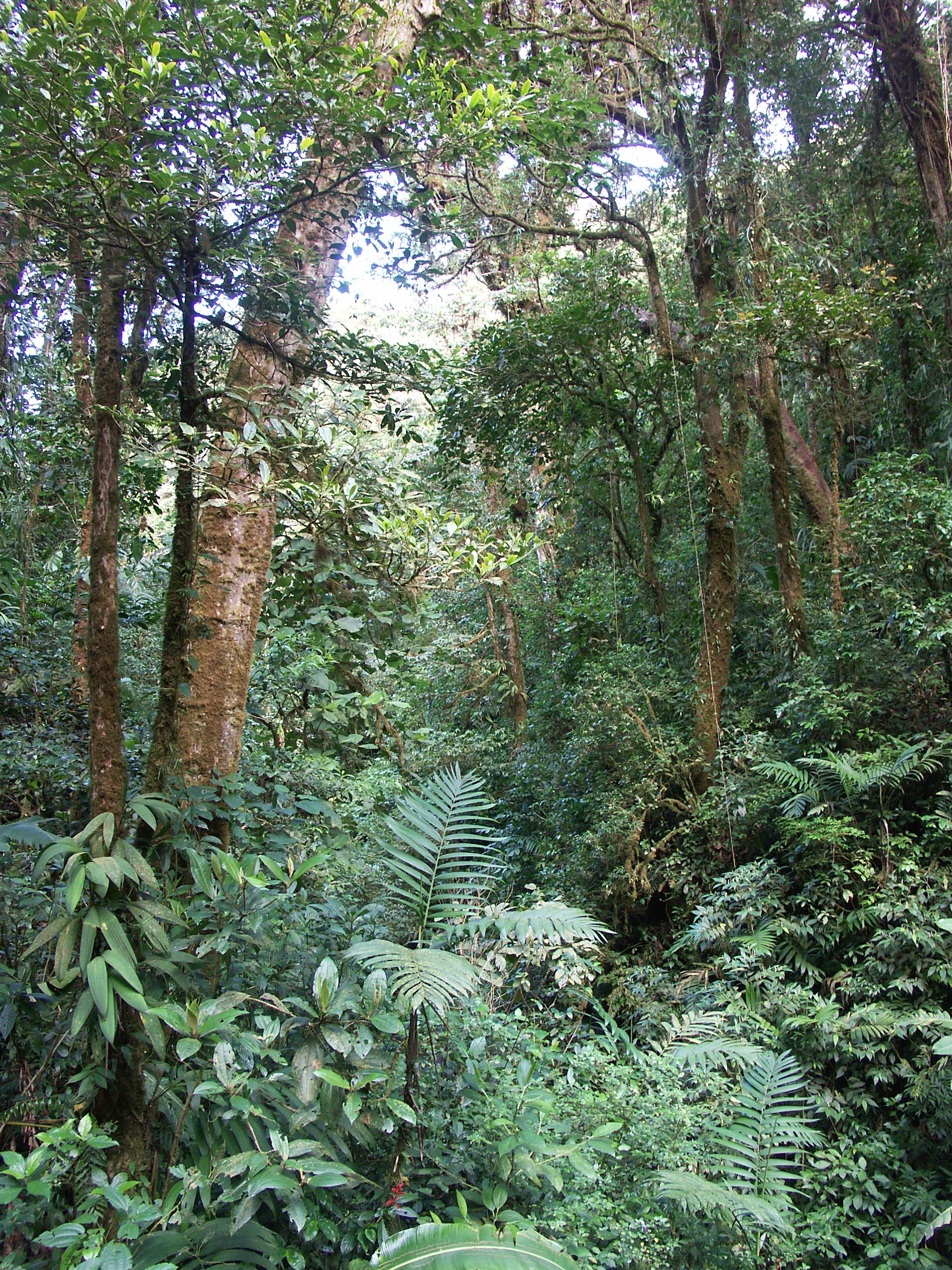 Monteverde1.JPG