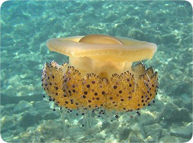 meduza