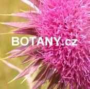 Botany.cz logo