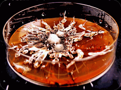 Mycelium václavky obecné kultivované na agarové plotně